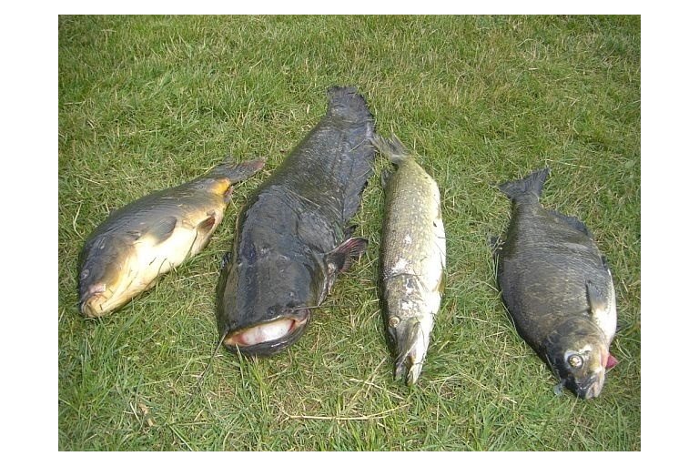 Starší fotky od roku 2008 - foto č. 11